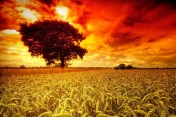 506831__tree-in-fields_p